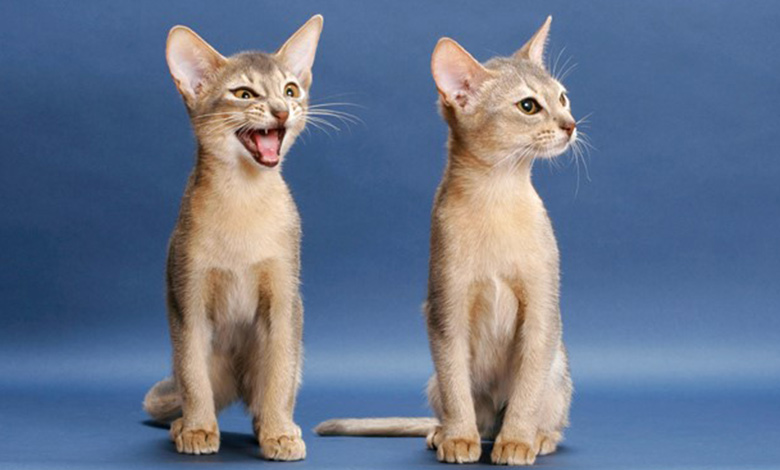 گربه ابیسیینی 