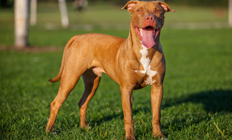 پیت بول (American Pit Bull Terrier)