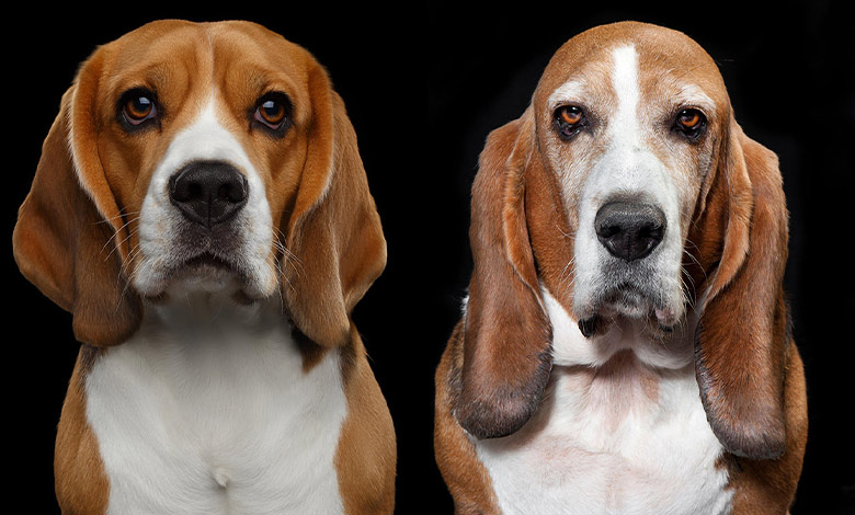 Basset-Hound