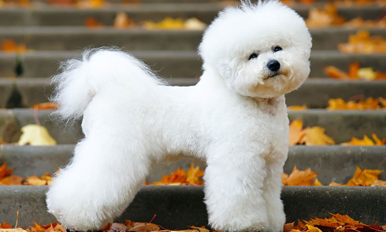 بیچون فرایز (Bichon Frise)