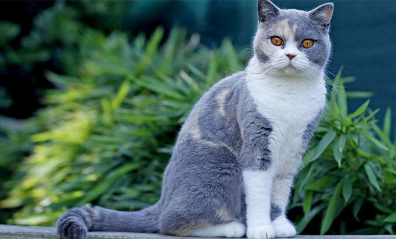 گربه بریتیش شورت‌هیر 