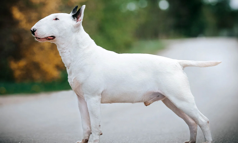 بول تریر (Bull Terrier)