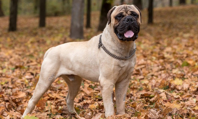بول ماستیف (Bullmastiff)