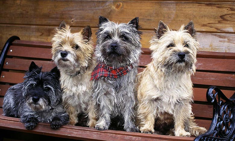 Cairn Terrier