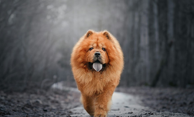 Chow Chow
