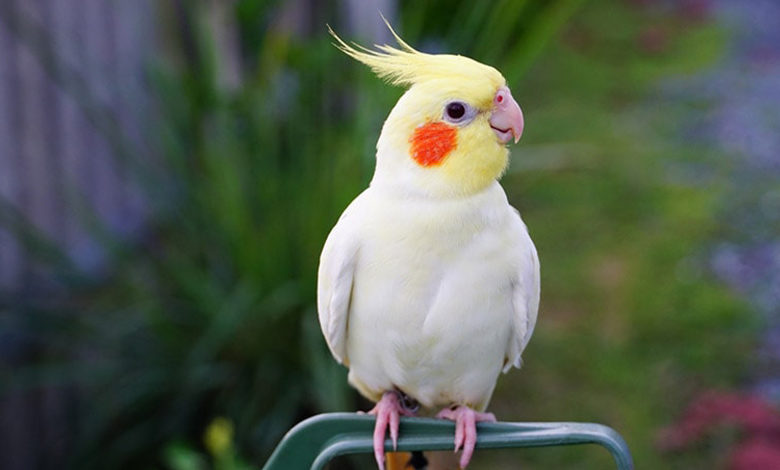 طوطی کاکلی