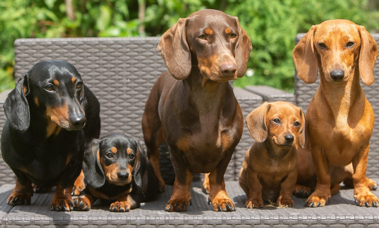 Dachshund