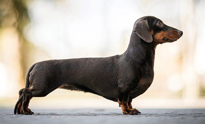 دوشون (Dachshund)