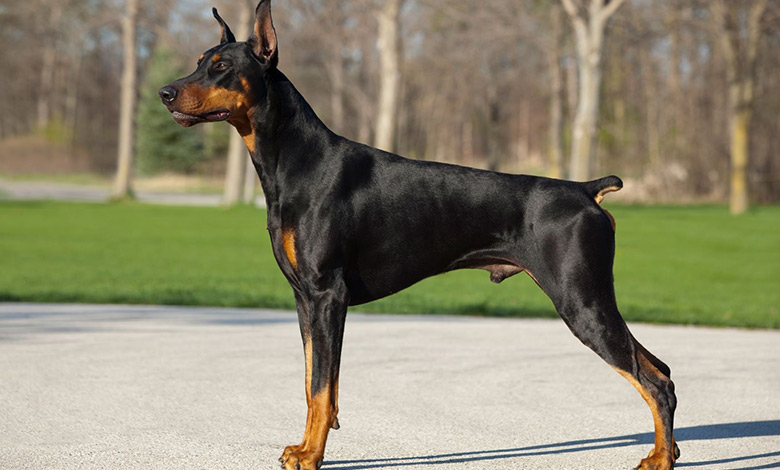 دوبرمن (Doberman Pinscher)