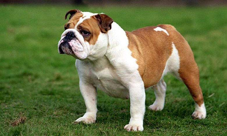 بولداگ انگلیسی (English Bulldog)