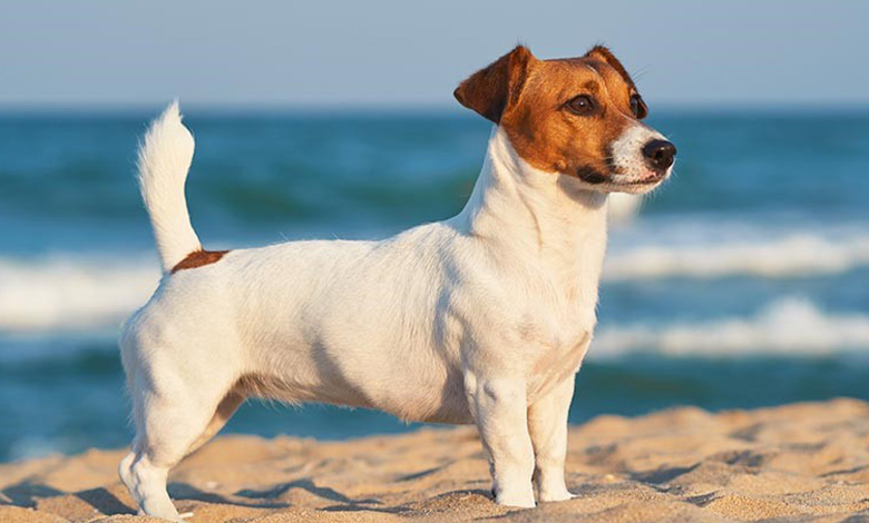 جک راسل تریر (Jack Russell Terrier)