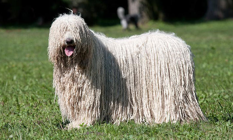 کوموندور (Komondor)