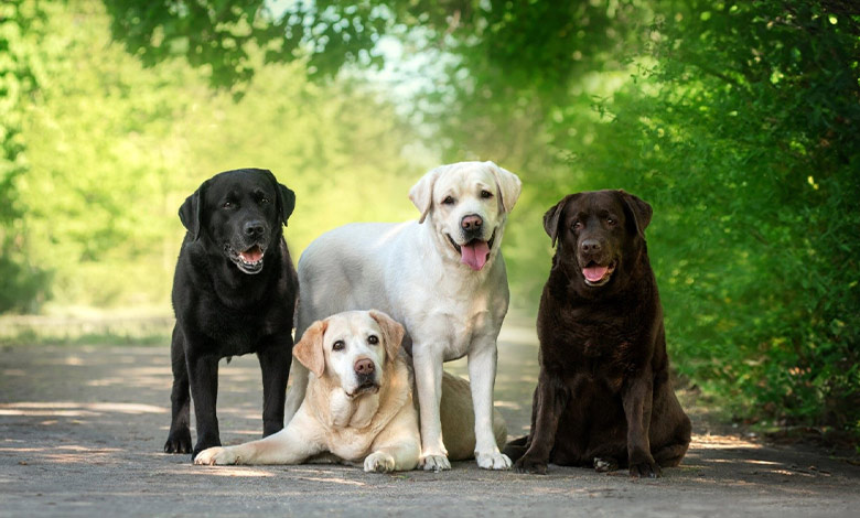 لابرادور رتریور (Labrador Retriever)