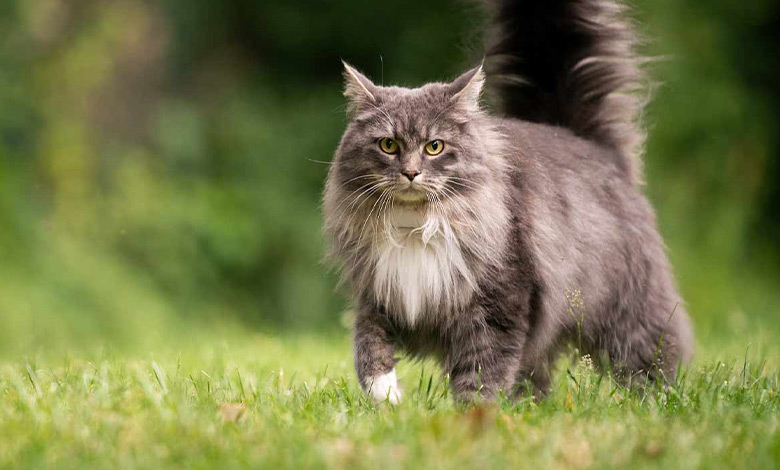 گربه مِین کون 