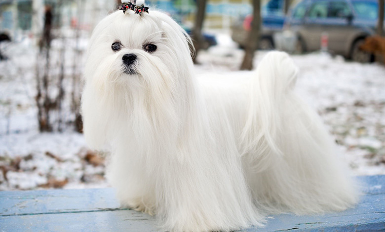 مالتیز (Maltese)