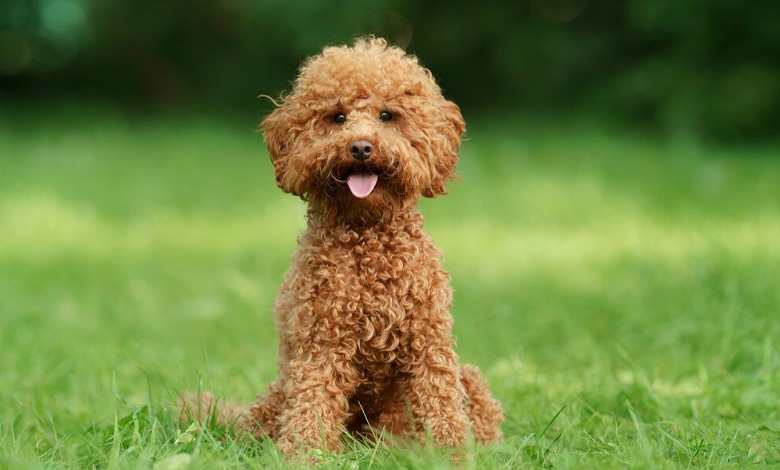 پودل (Poodle)