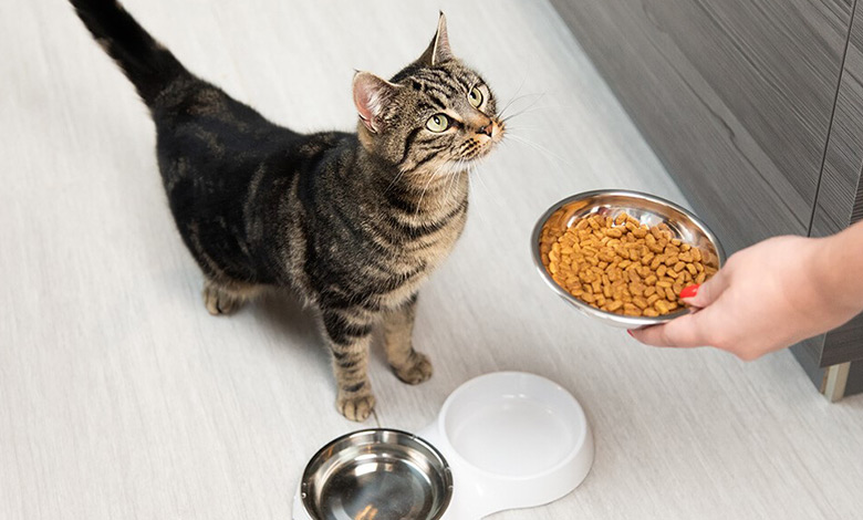 تغذیه صحیح گربه و نکات ضروری