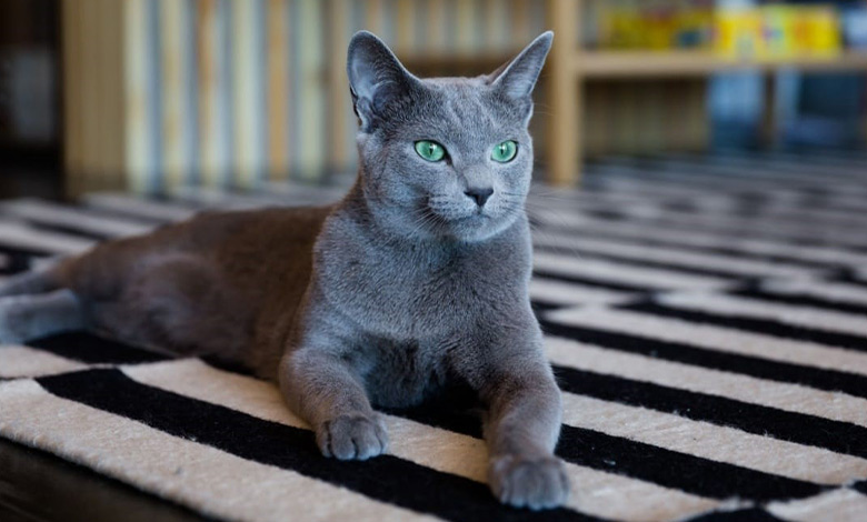 گربه روسی بلو (Russian Blue)