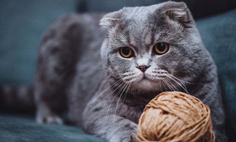 گربه اسکاتیش فولد 