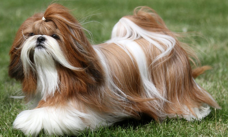 Shih Tzu