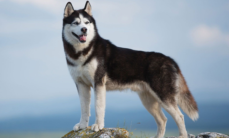 هاسکی سیبری (Siberian Husky)