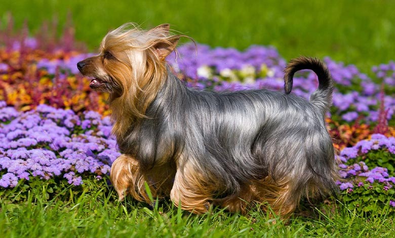 Silky Terrier