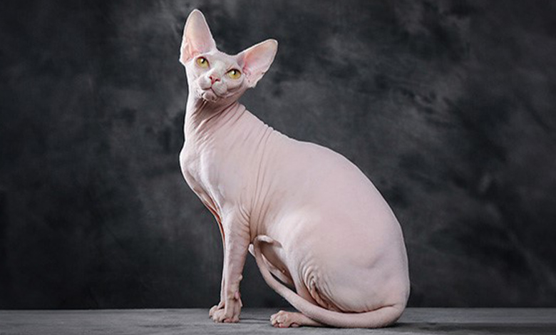 گربه اسفینکس 
