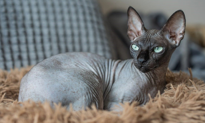 گربه اسفینکس (Sphynx)