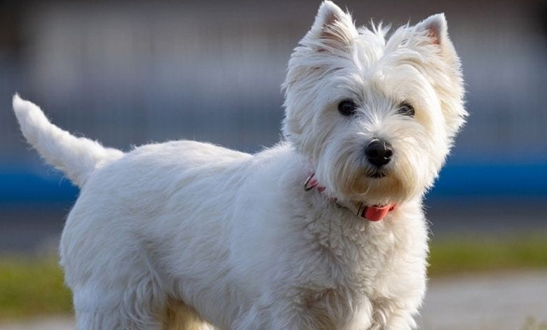 وست هایلند وایت تریر (West Highland White Terrier)