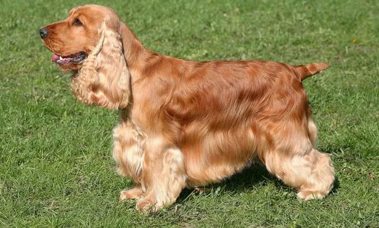 سگ کوکر اسپانیل (Cocker spaniel)