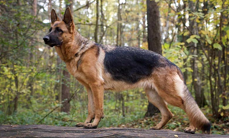 ژرمن شپرد (German Shepherd)