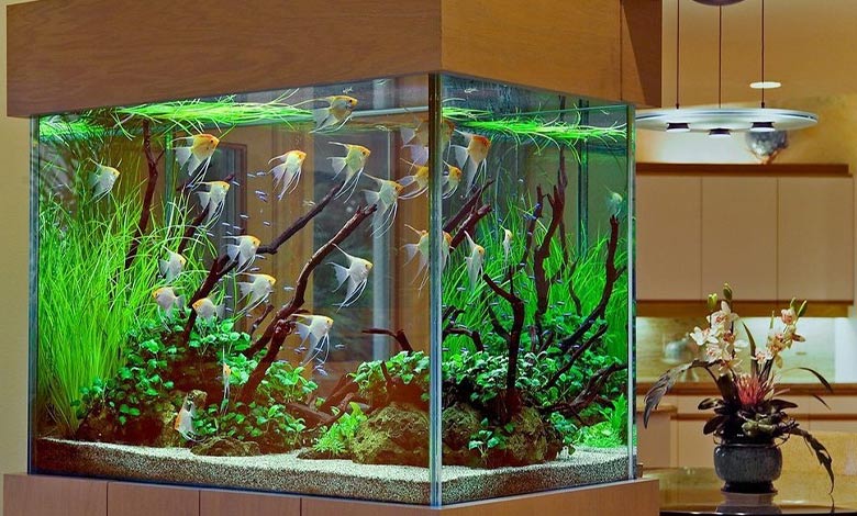 روشهای مراقبت از گیاهان آکواریوم