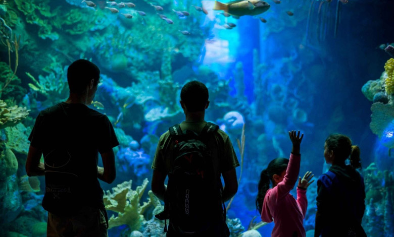 مراحل راه‌ اندازی آکواریوم پلنتاریوم