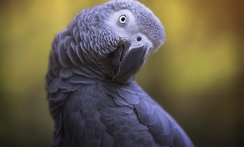 سخنگویی در طوطی کاسکو