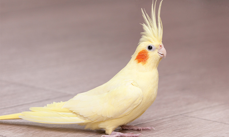 سخنگویی در طوطی کاکاتیل (طوطی عروس هلندی)