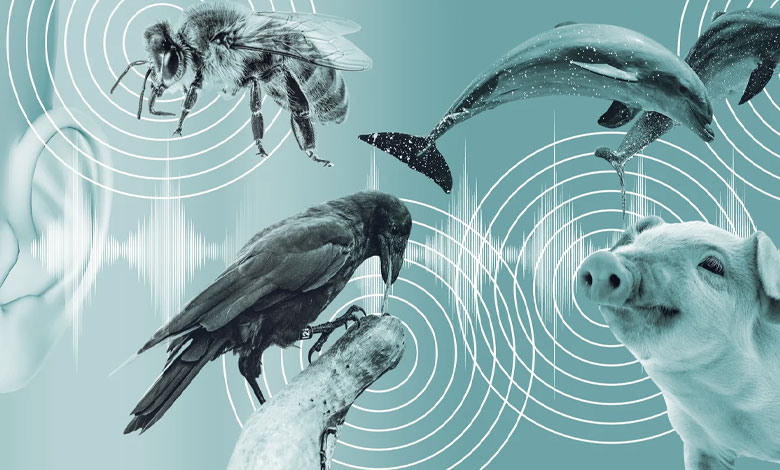 انواع سیستم‌های ارتباطی حیوانات