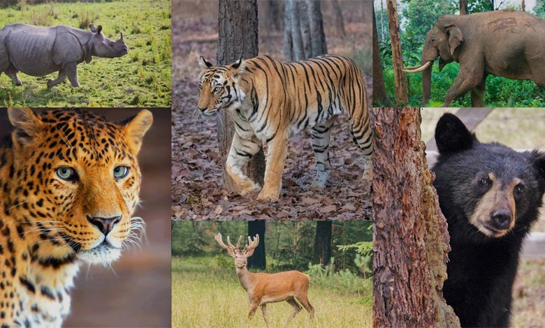 نمونه‌های ملموس تأثیر تغییرات اقلیمی بر حیات وحش