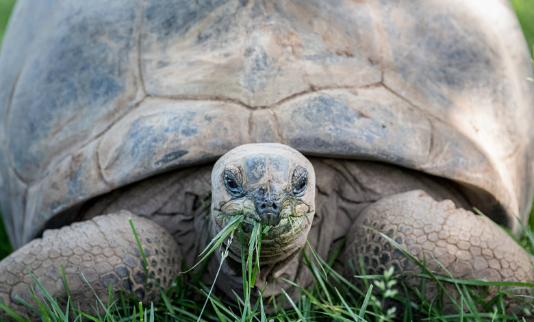 عمر مفید حیوانات