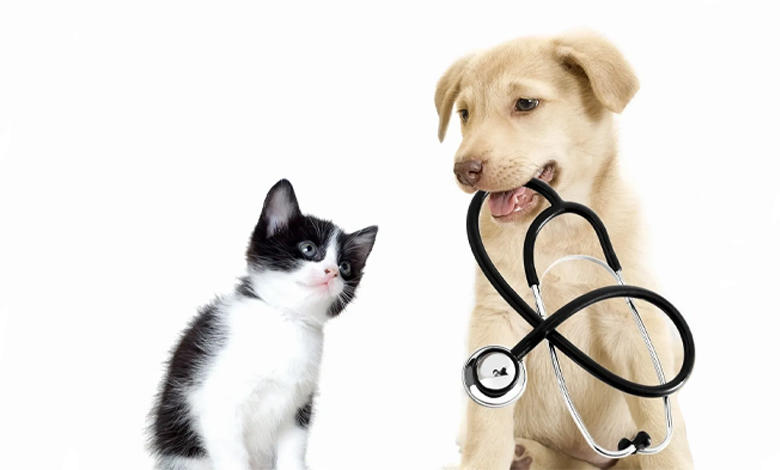  معاینات دوره‌ای حیوانات