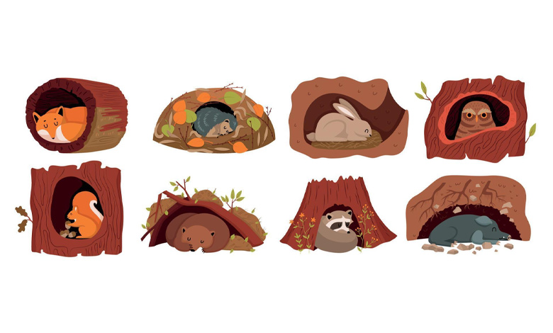 چه حیواناتی خواب زمستانی دارند؟