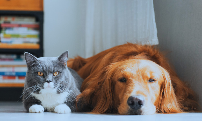 تأثیر حیوان خانگی بر سلامت روان در شرایط خاص