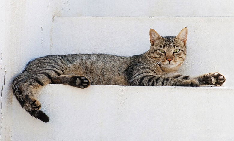 تاریخچه اهلی شدن گربه