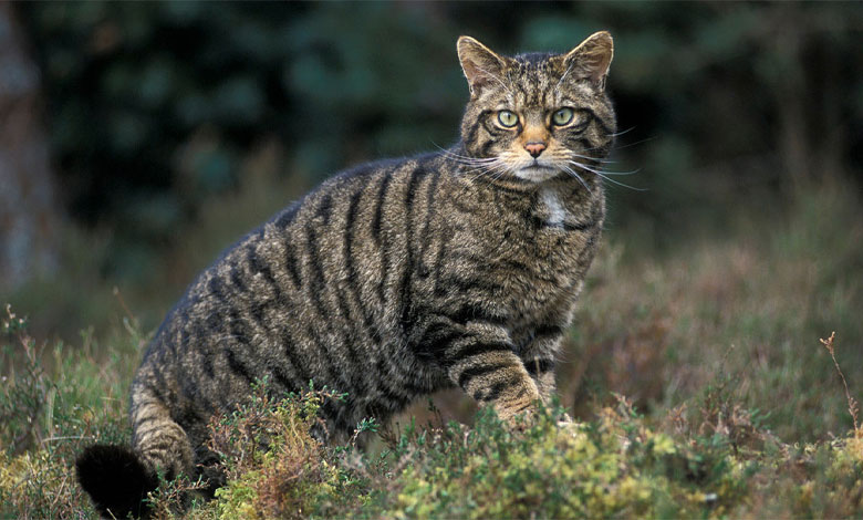 تبدیل گربه وحشی به گربه اهلی