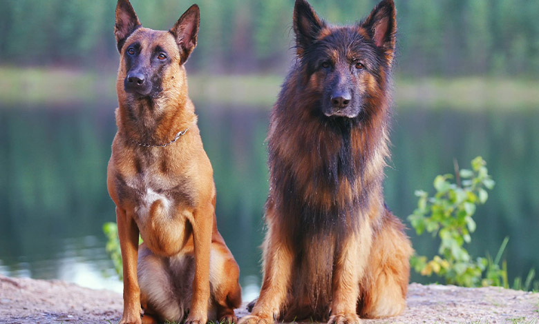 Appearance characteristics of German Shepherd and Malinois dogs