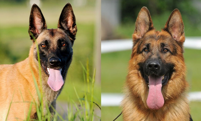 Choosing the best dog for you