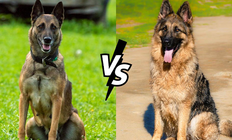 Comparison of German Shepherd and Malinois dogs