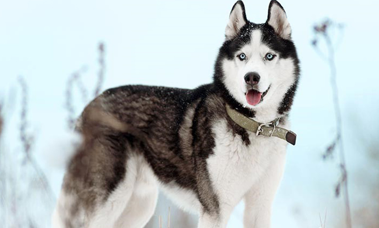 Everything you need to know about Husky dogs