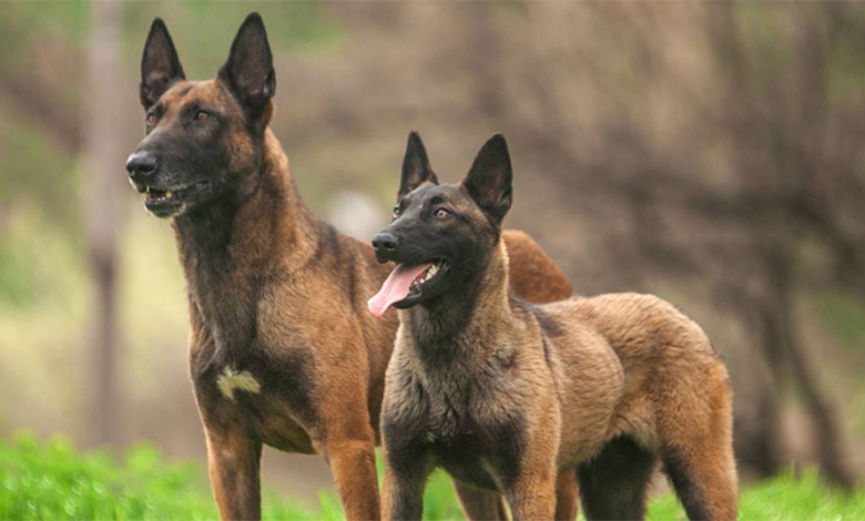 Keeping and caring for German Shepherd and Malinois dogs