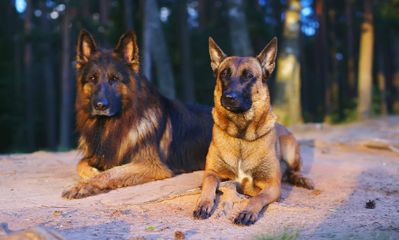Temperament and behavior of German Shepherd and Malinois dogs