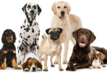 different-types-of-dogs